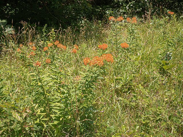 Asclepias tuberosa (Butterflyweed) #83679