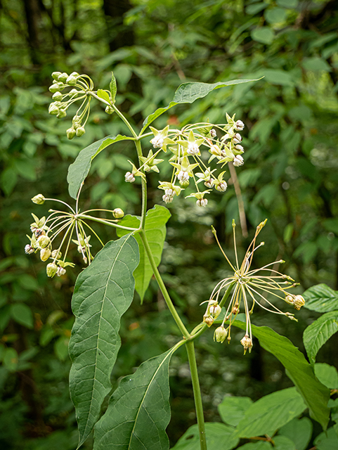 Asclepias exaltata (Poke milkweed) #83688