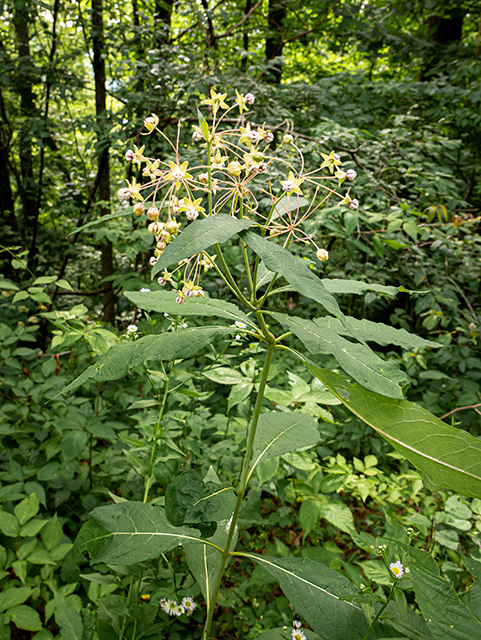 Asclepias exaltata (Poke milkweed) #83693