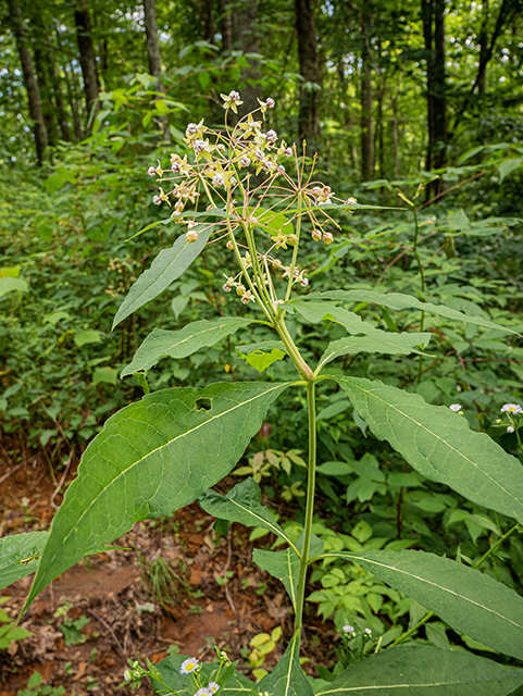 Asclepias exaltata (Poke milkweed) #83694