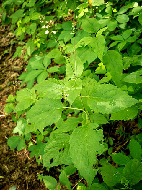 Phryma leptostachya (American lopseed) #83713