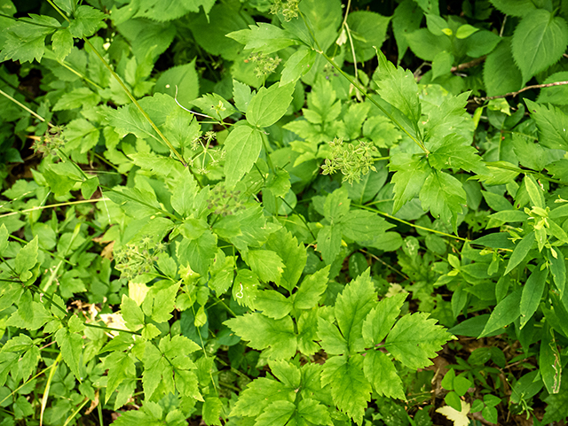 Thaspium barbinode (Hairy-jointed meadowparsnip) #83717