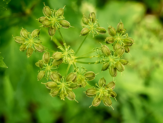 Thaspium barbinode (Hairy-jointed meadowparsnip) #83719