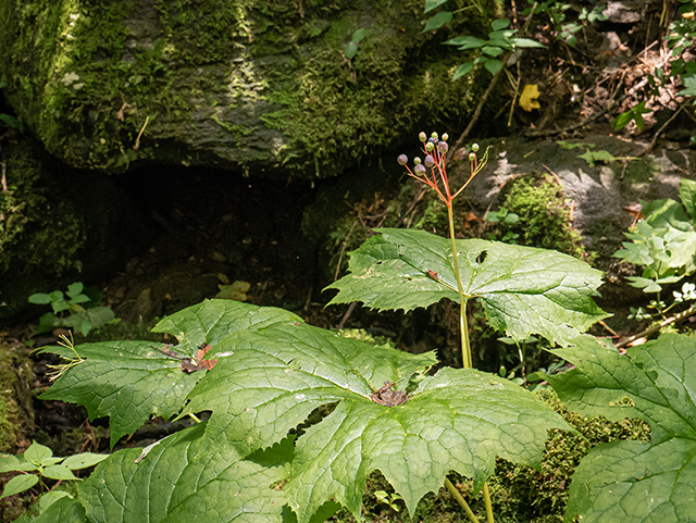 Diphylleia cymosa (American umbrellaleaf) #83746