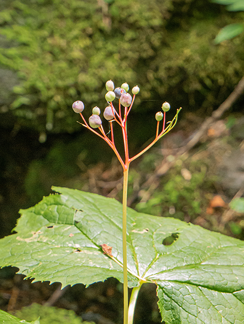 Diphylleia cymosa (American umbrellaleaf) #83747