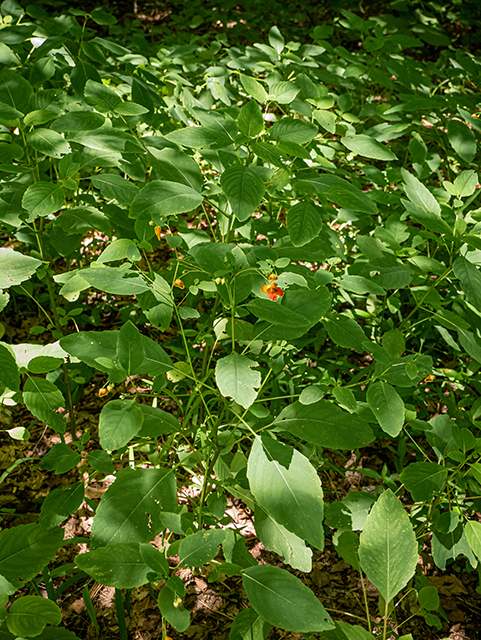 Impatiens capensis (Jewelweed) #83768