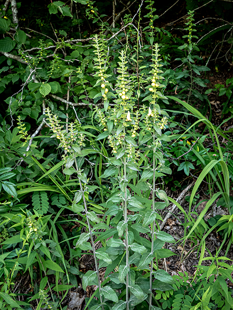 Aureolaria virginica (Downy yellow false foxglove) #83772