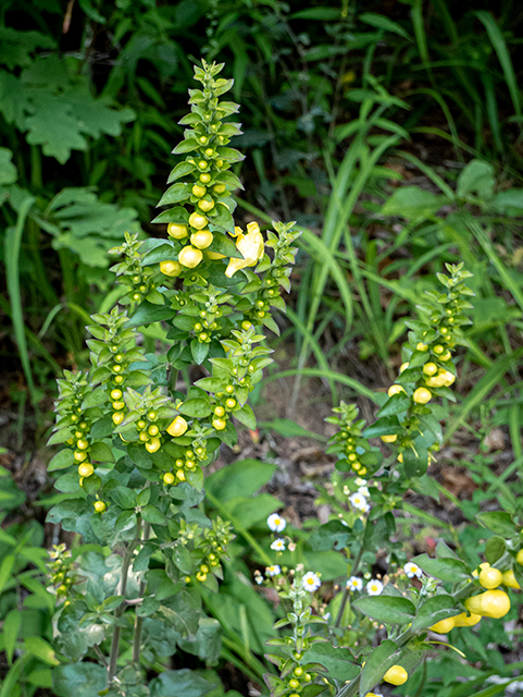 Aureolaria virginica (Downy yellow false foxglove) #83773