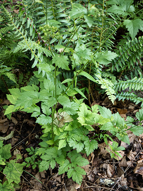 Thaspium barbinode (Hairy-jointed meadowparsnip) #83785