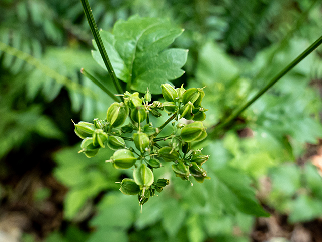 Thaspium barbinode (Hairy-jointed meadowparsnip) #83786