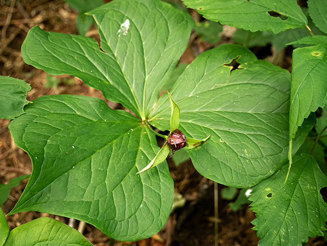 Trillium erectum (Red trillium) #83789