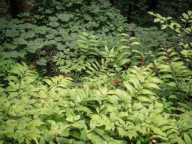 Maianthemum racemosum (Feathery false lily of the valley) #83792