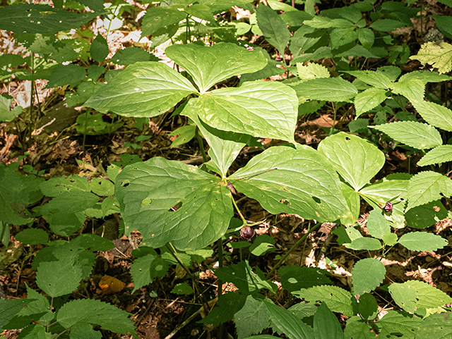 Trillium erectum (Red trillium) #83804