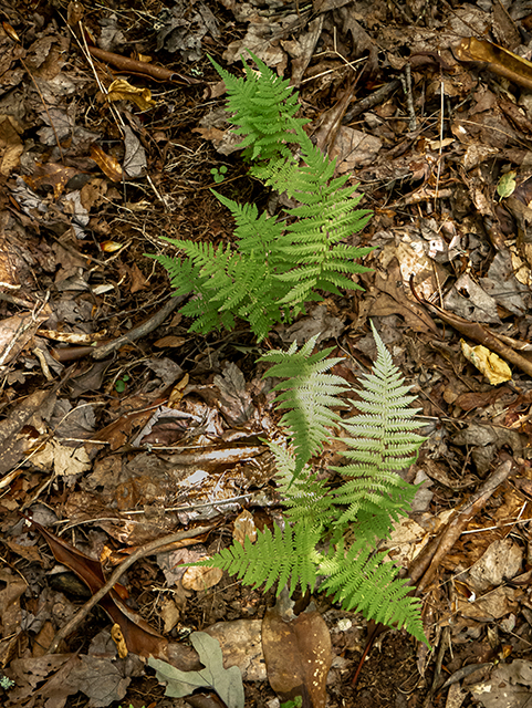 Thelypteris noveboracensis (New york fern) #83821