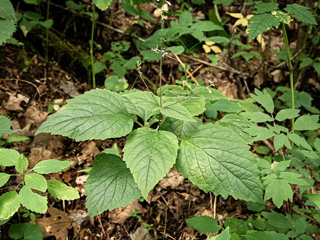 Phryma leptostachya (American lopseed) #83831