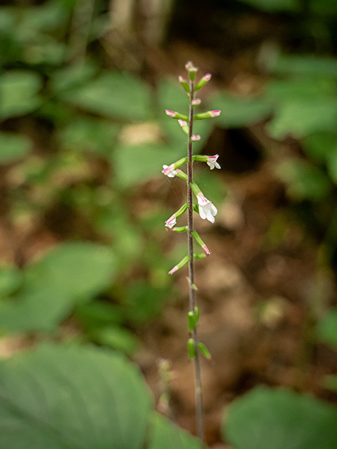 Phryma leptostachya (American lopseed) #83832