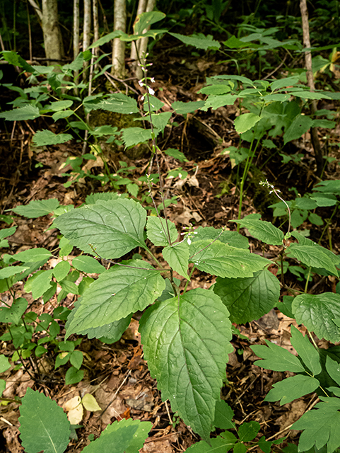 Phryma leptostachya (American lopseed) #83833