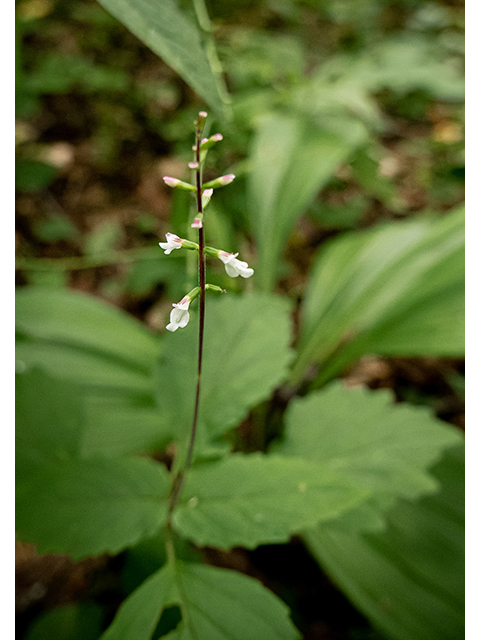 Phryma leptostachya (American lopseed) #83836