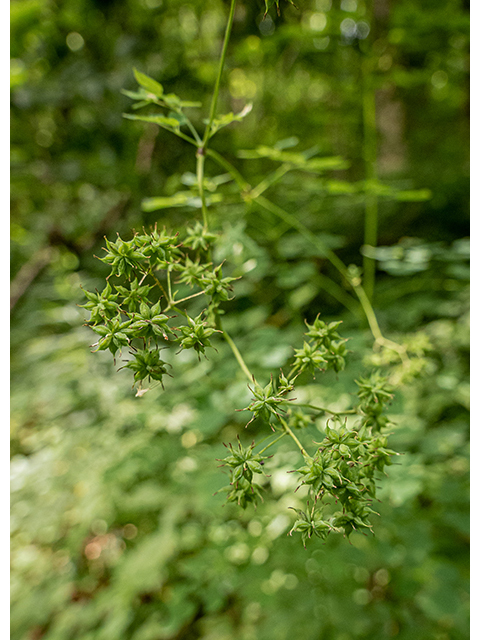 Thalictrum pubescens (King of the meadow) #83848