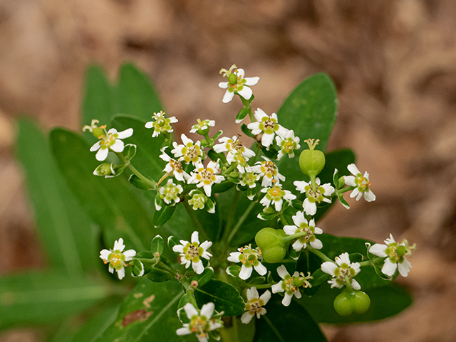 Euphorbia corollata (Flowering spurge) #83850