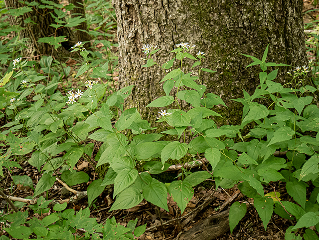 Eurybia divaricata (White wood aster) #83851