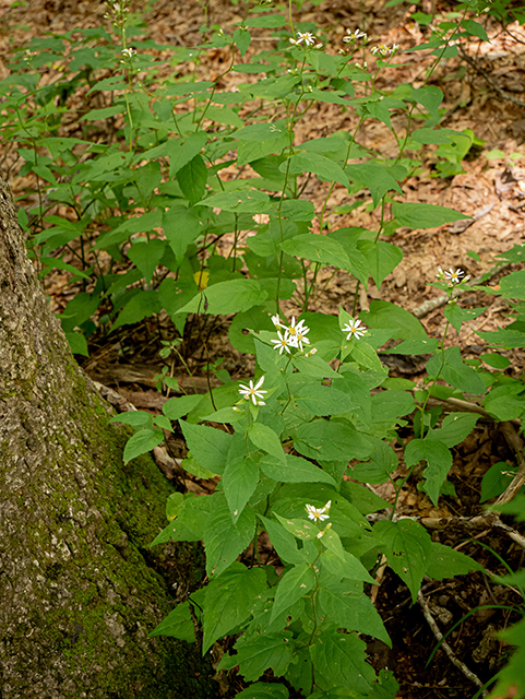 Eurybia divaricata (White wood aster) #83852