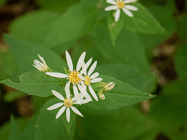 Eurybia divaricata (White wood aster) #83853