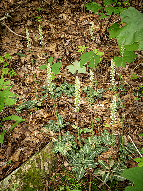 Goodyera pubescens (Downy rattlesnake plantain) #83855