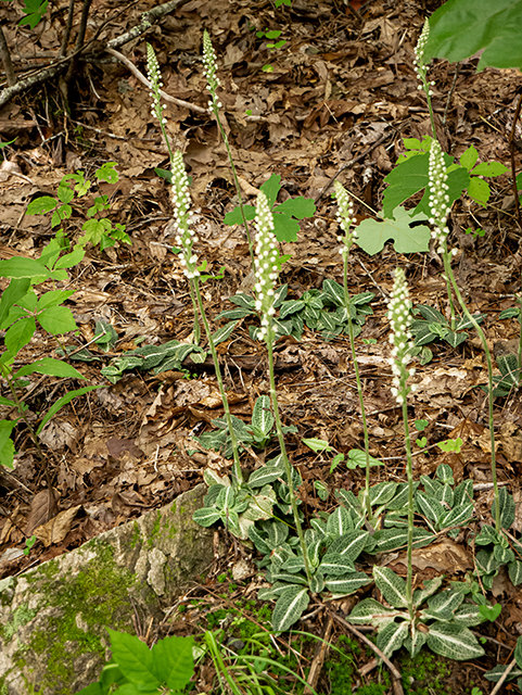 Goodyera pubescens (Downy rattlesnake plantain) #83856