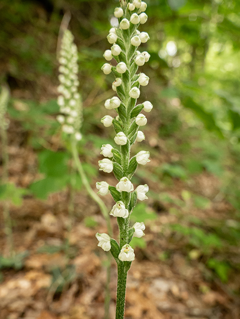 Goodyera pubescens (Downy rattlesnake plantain) #83861