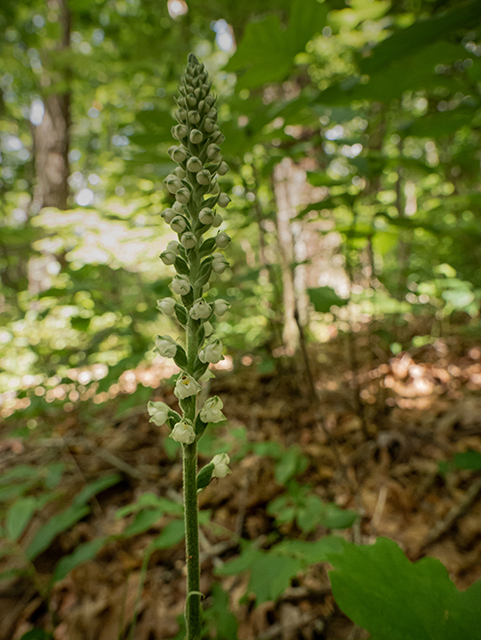 Goodyera pubescens (Downy rattlesnake plantain) #83863