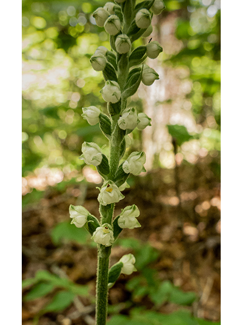 Goodyera pubescens (Downy rattlesnake plantain) #83864