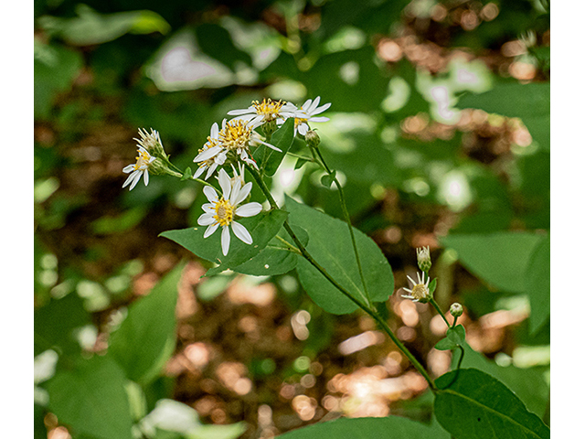 Eurybia divaricata (White wood aster) #83879