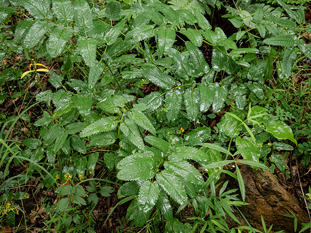 Sanguisorba canadensis (Canadian burnet) #83884