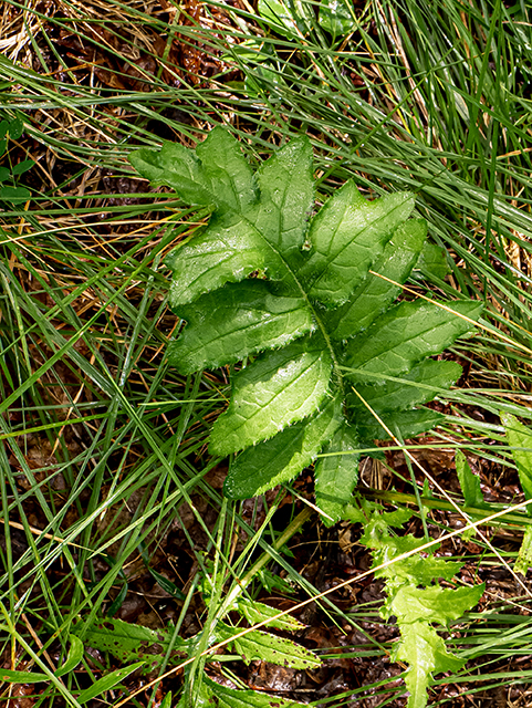 Cirsium discolor (Field thistle) #83885