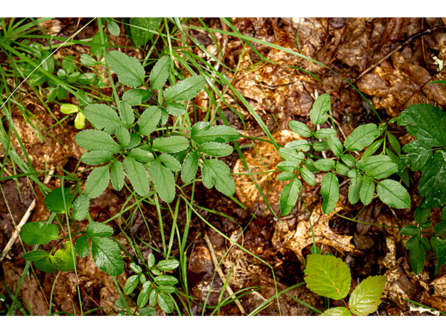 Angelica venenosa (Hairy angelica) #83890