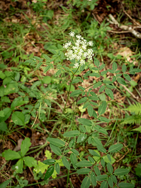 Angelica venenosa (Hairy angelica) #83891