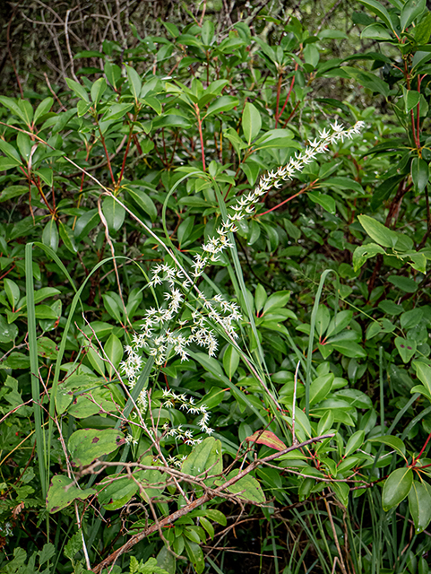 Stenanthium gramineum (Eastern featherbells) #83894