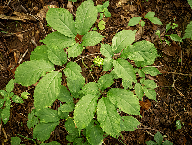 Panax quinquefolius (American ginseng) #83898