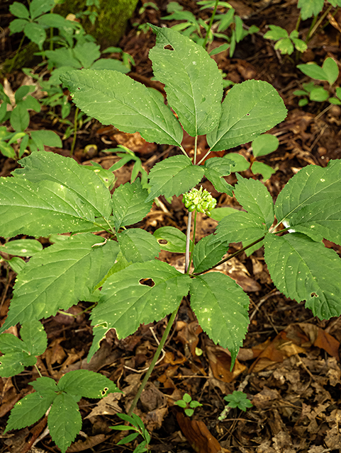 Panax quinquefolius (American ginseng) #83899