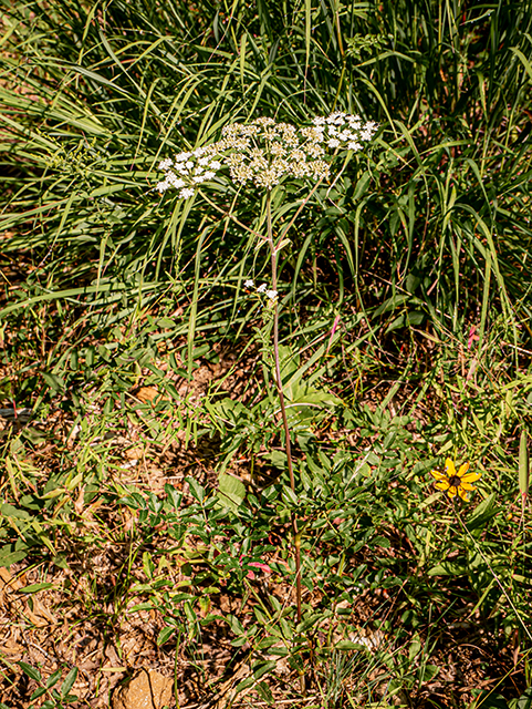 Angelica venenosa (Hairy angelica) #83911