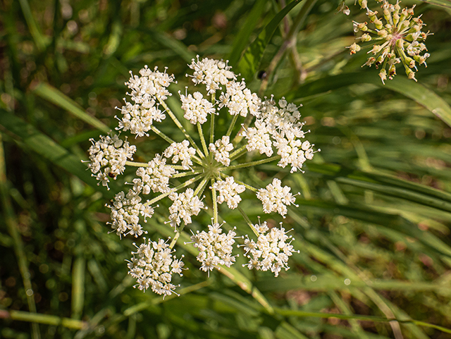 Angelica venenosa (Hairy angelica) #83912