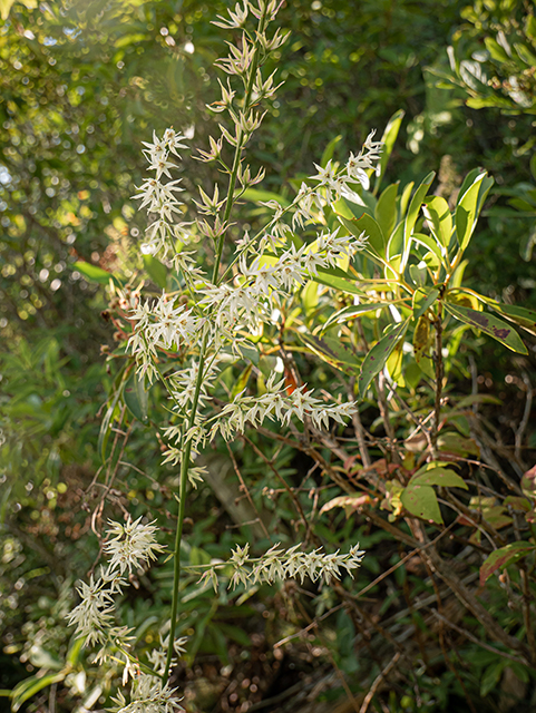 Stenanthium gramineum (Eastern featherbells) #83913