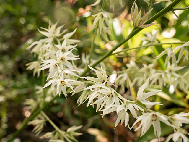 Stenanthium gramineum (Eastern featherbells) #83914