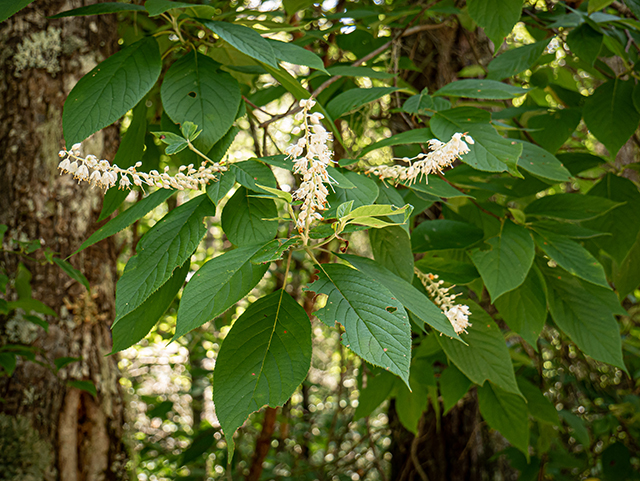 Clethra acuminata (Mountain pepperbush) #83927