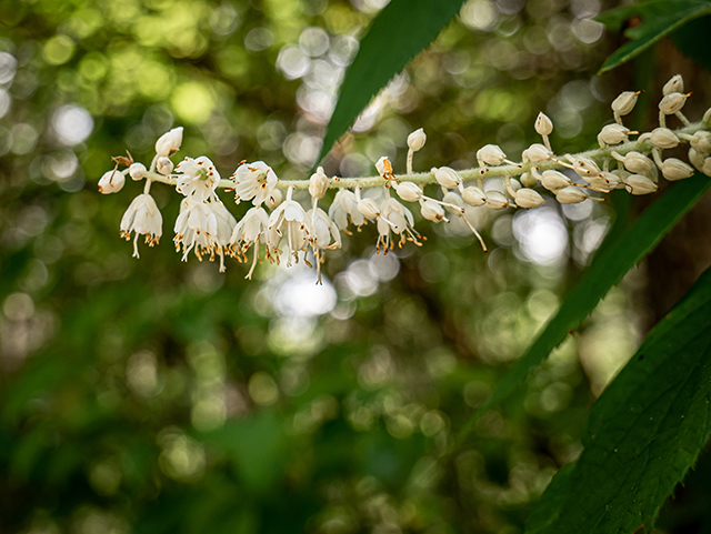 Clethra acuminata (Mountain pepperbush) #83928