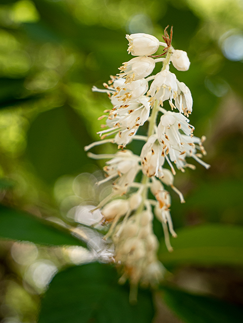 Clethra acuminata (Mountain pepperbush) #83929