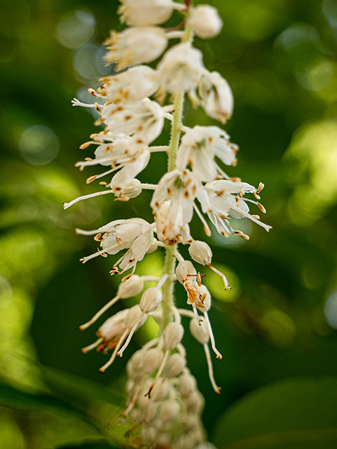 Clethra acuminata (Mountain pepperbush) #83930