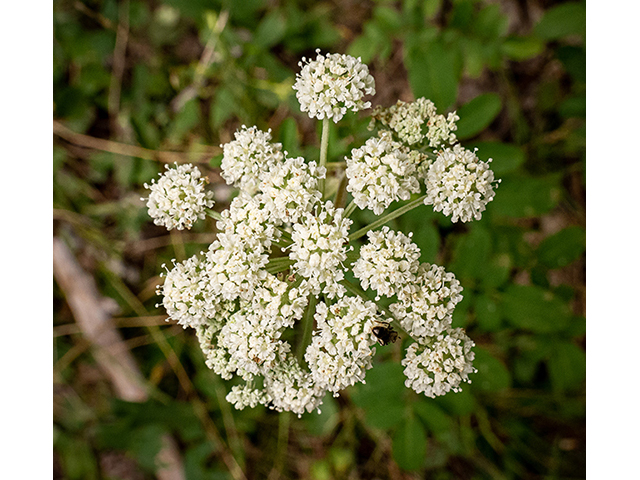 Angelica venenosa (Hairy angelica) #83947