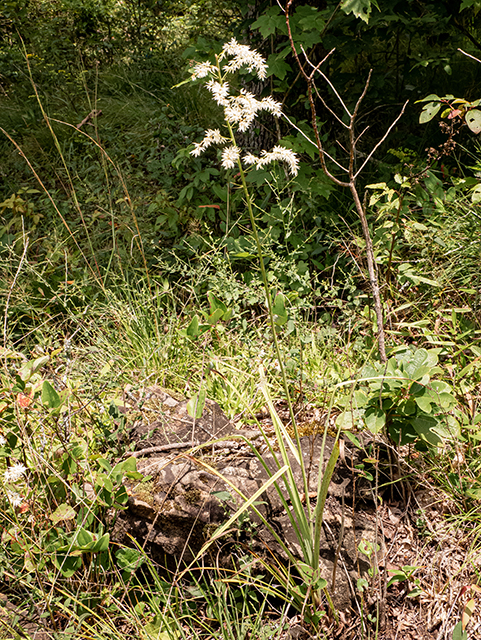 Stenanthium gramineum (Eastern featherbells) #83953